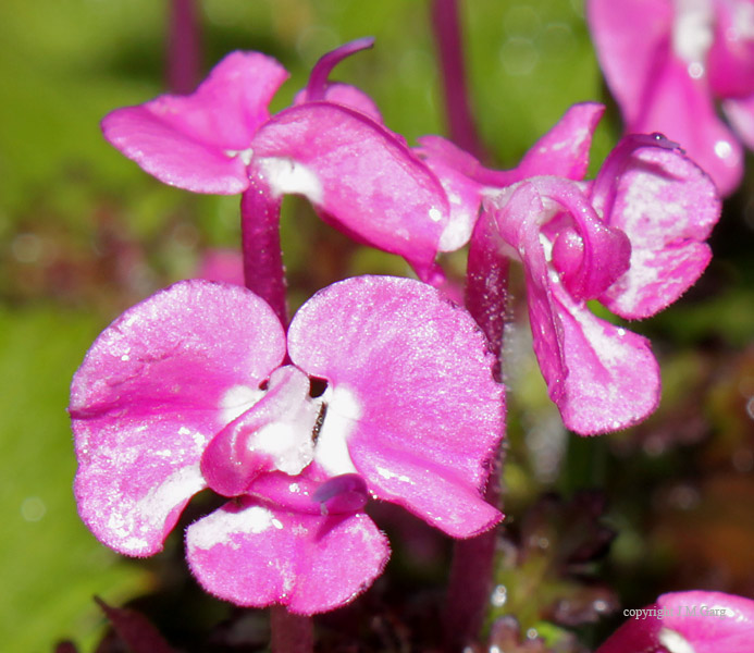 pedicularis-punctata-eflora-of-india